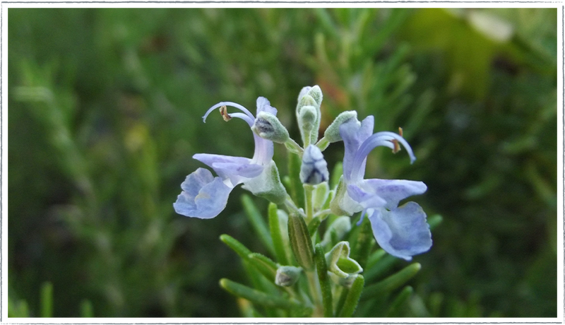 Rosemary-foxtail-flower