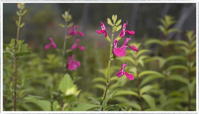 sage-blackcurrant