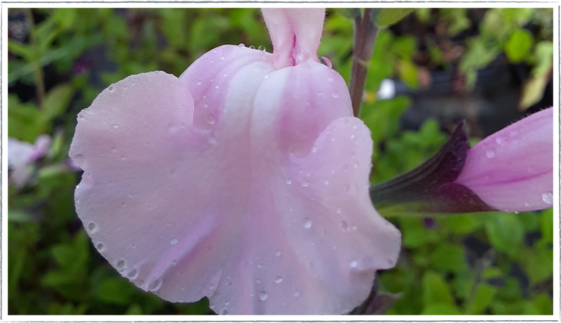 Salvia-angel-wings