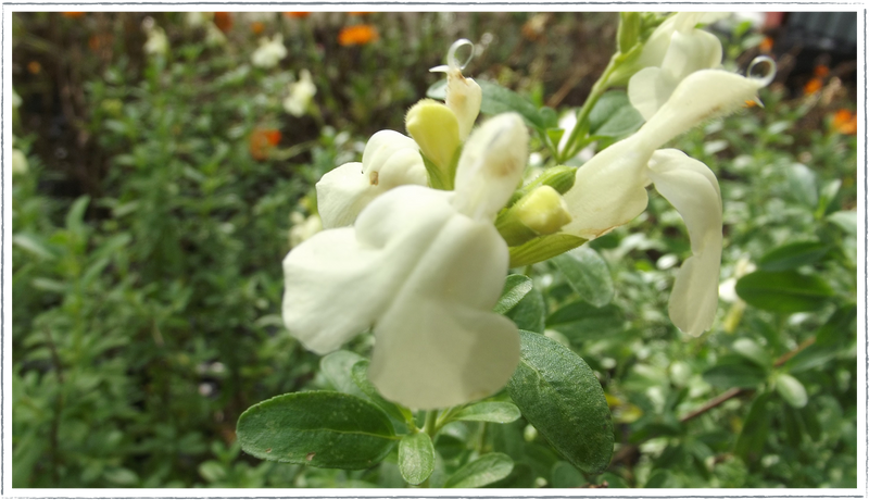 Salvia - Clotted Cream