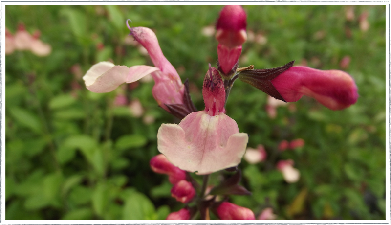 salvia strawberries and cream