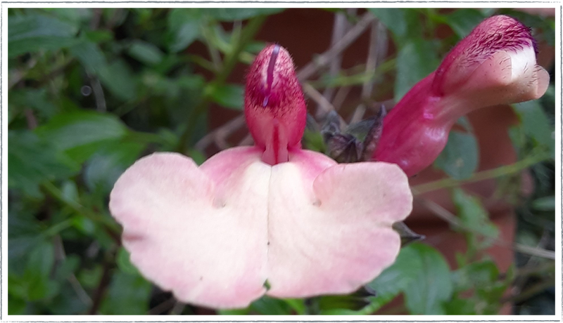 Salvia-strawberries-and-cream