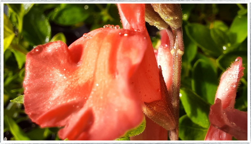 Salvia-peach-cobbler