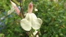 Salvia Trelissick creamy yellow