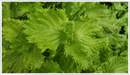 Shiso