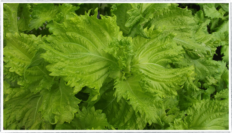 Shiso