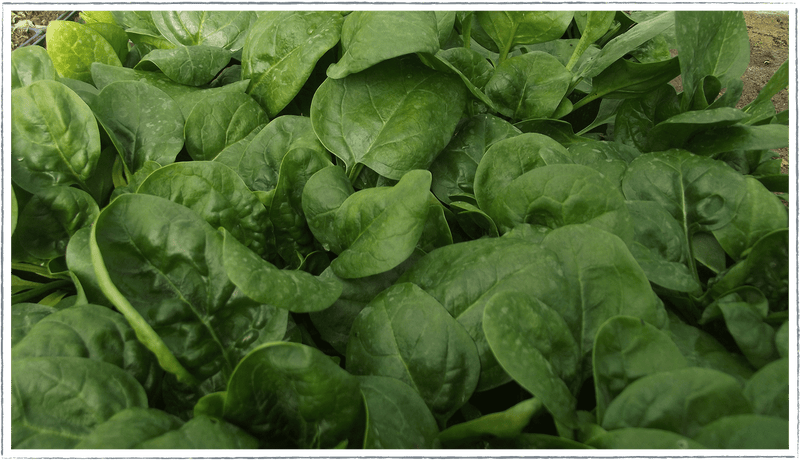 Spinach (Spinacia oleracea)