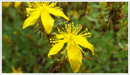 St-Johns-wort