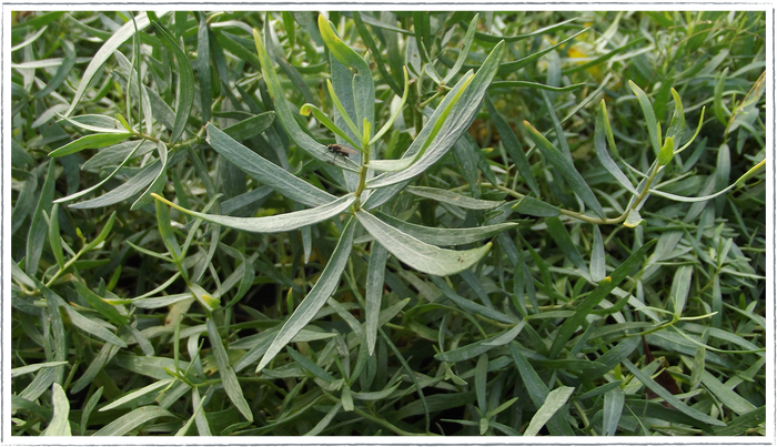 Tarragon - French pots