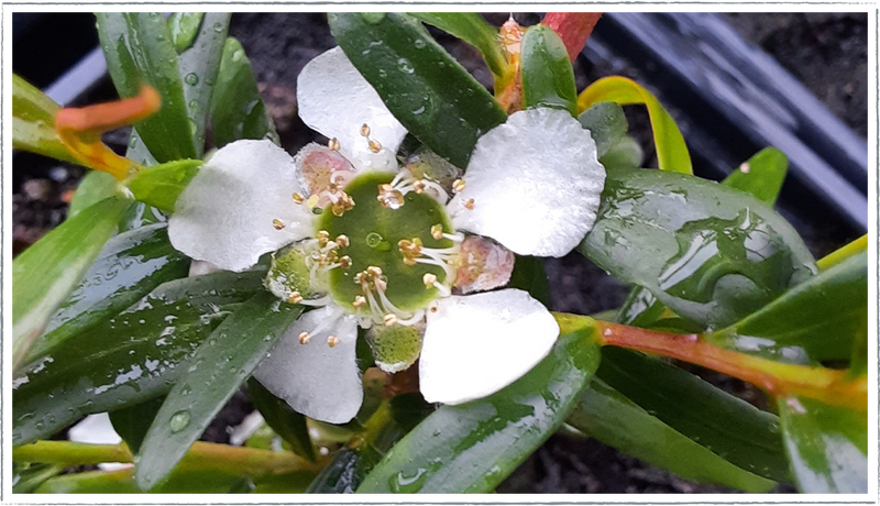 Tea-tree-lemon-flower