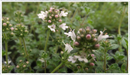 Thyme-pink-chintz