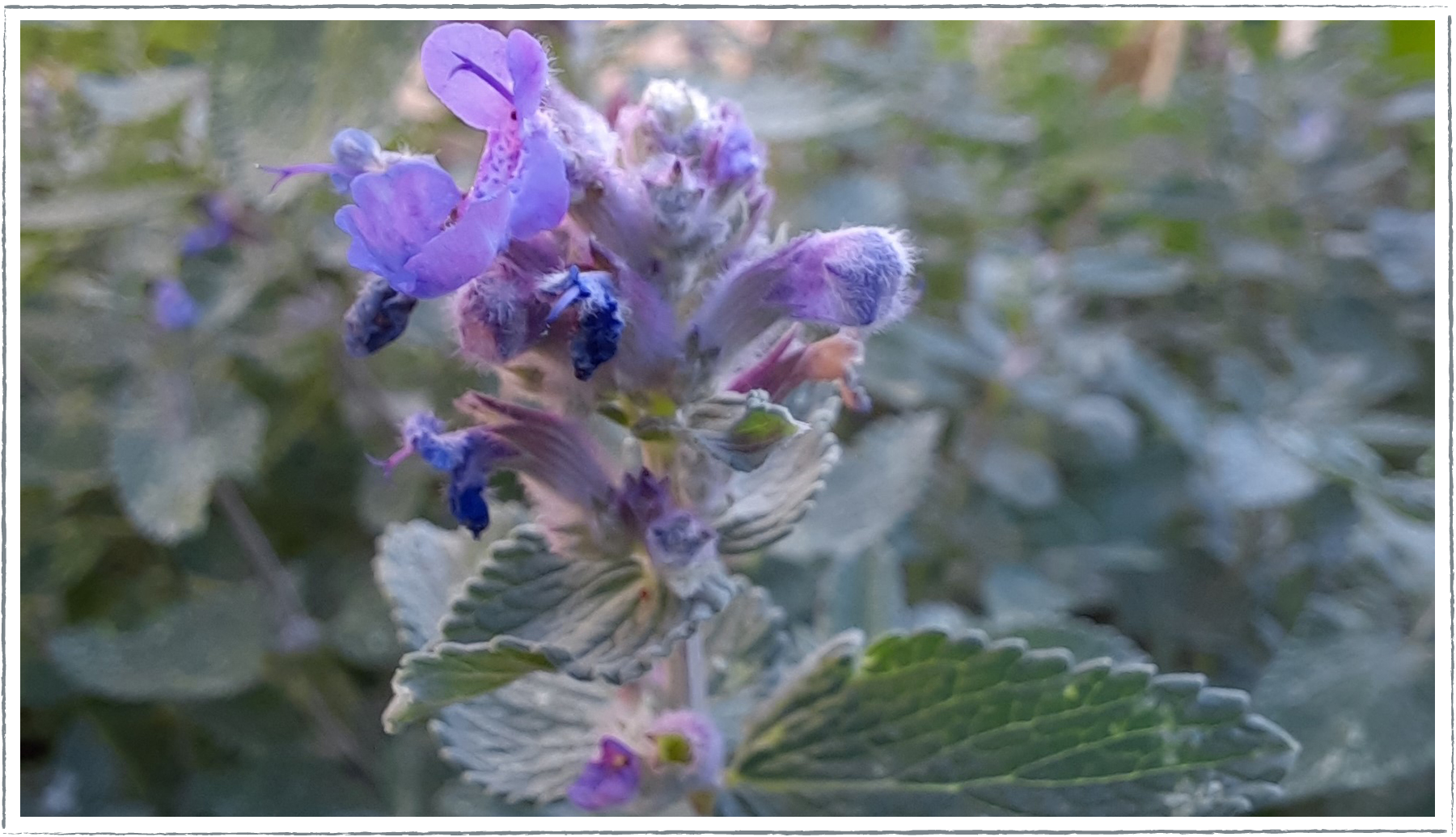 Buy Catmint Plants Online from £3.40 | HerbalHaven