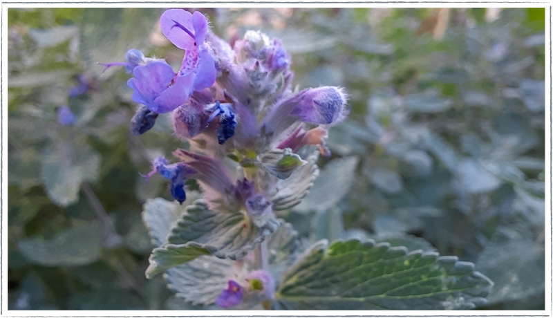 catmint