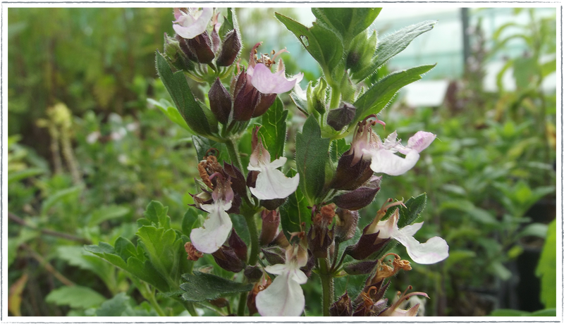 Germander-wall